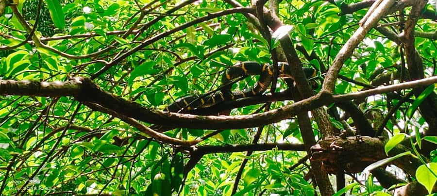 Khao Lak: Full-Day Khao Sok Jungle Walk and Canoeing Tour - The jungle walk in Khao Sok National Park: where the day gets real