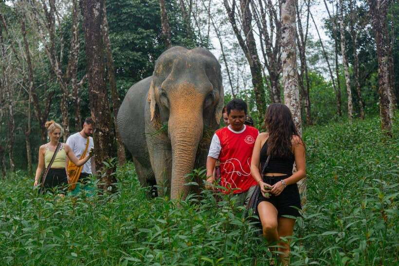 Khao Lak Guided Nature Walk & Elephant Experience - Key highlights to know before you go