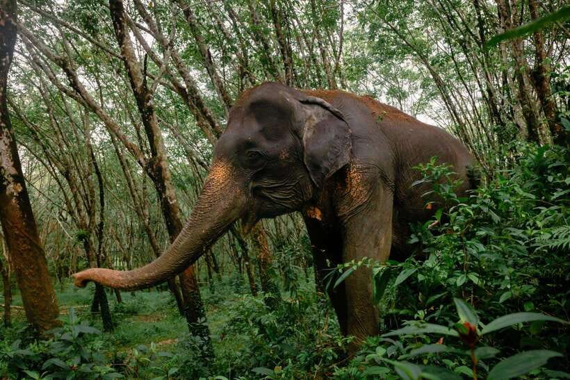 Khao Lak Guided Nature Walk & Elephant Experience - What you’re really doing in 90 minutes