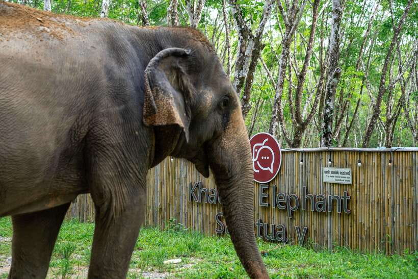 Khao Lak Guided Nature Walk & Elephant Experience - Guide Tony and the small-group advantage