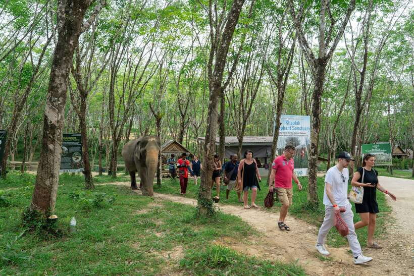 Khao Lak Guided Nature Walk & Elephant Experience - Who should book this tour in Khao Lak?