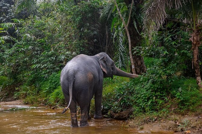 Khao Lak: Half day Bamboo Rafting Tour with Lunch - Local Coffee Testing: A Small Start That Changes the Vibe