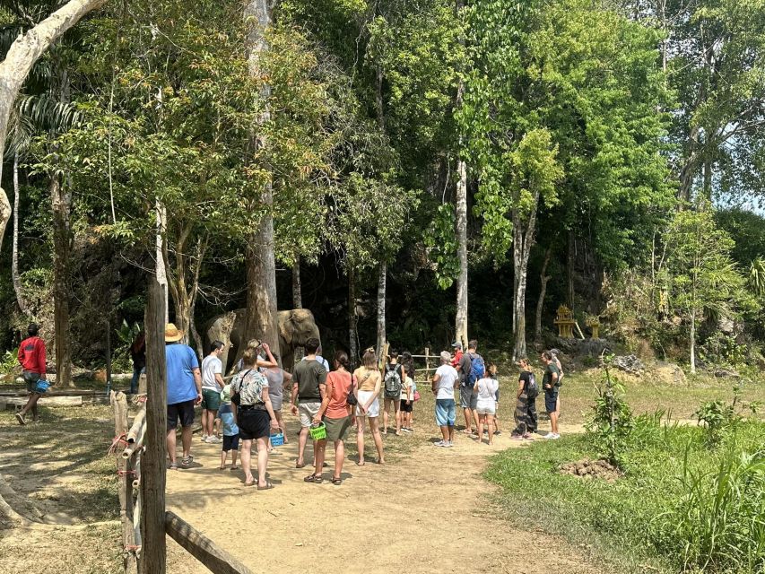 Khao Lak: Khao Sok Elephant Sanctuary and Night Jungle Walk - Should You Book This Khao Sok + Elephant Sanctuary Tour?