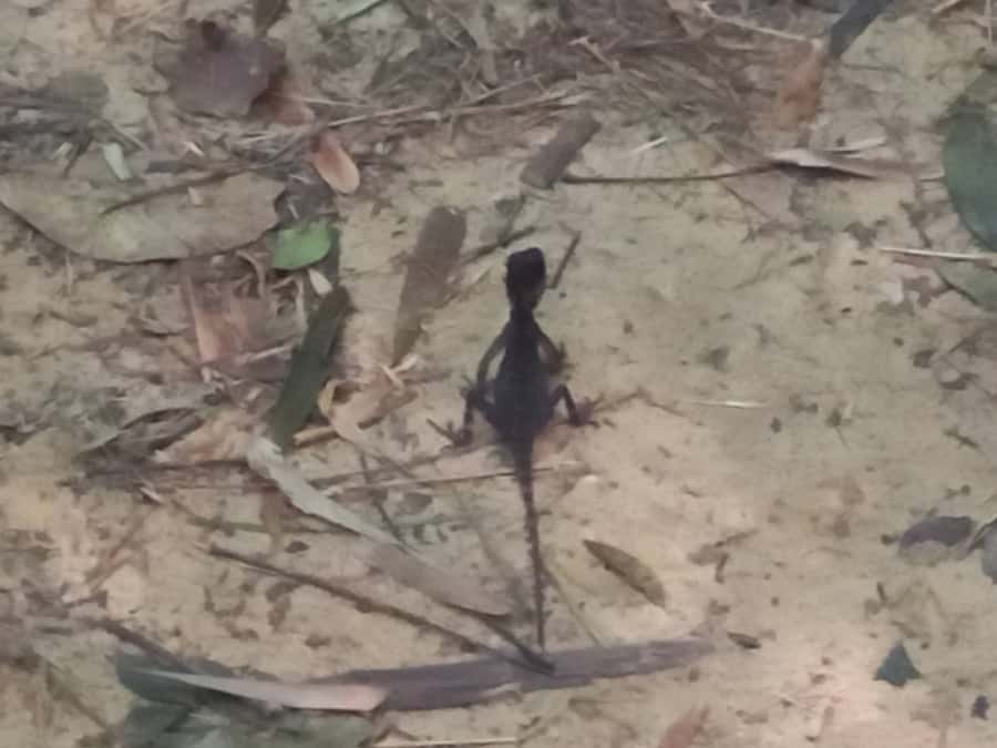 Khao Lak: Khao Sok Elephant Sanctuary and Night Jungle Walk - Twilight Wildlife Search With Flashlights: The Fun Part (and the Reality Check)