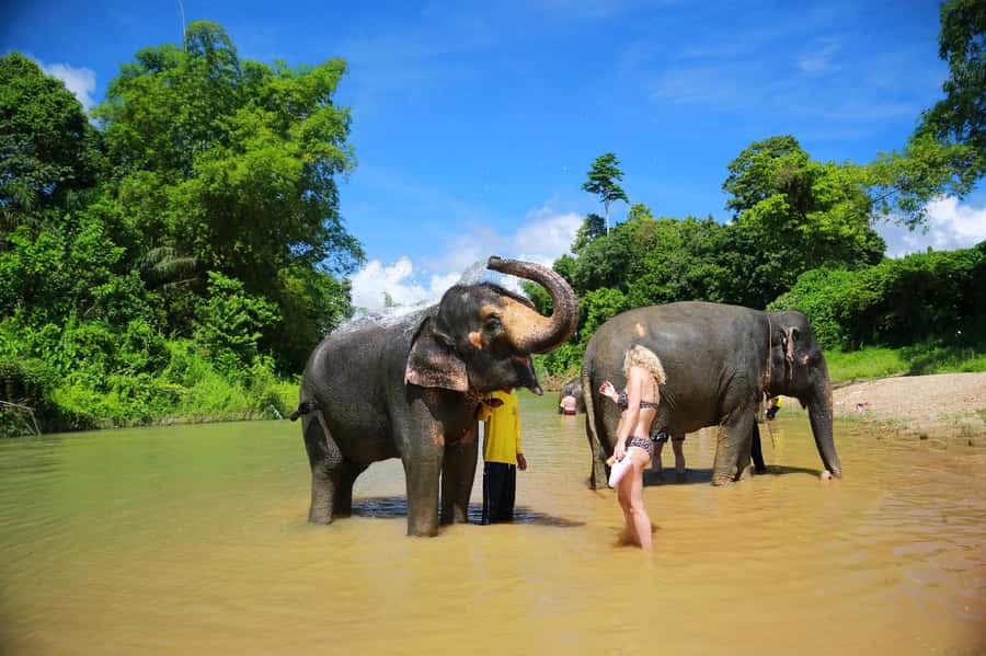 Khao Lak: Khao Sok National Park Overnight Treehouse Trip - The Flora Room treehouse night: wildlife near your bed
