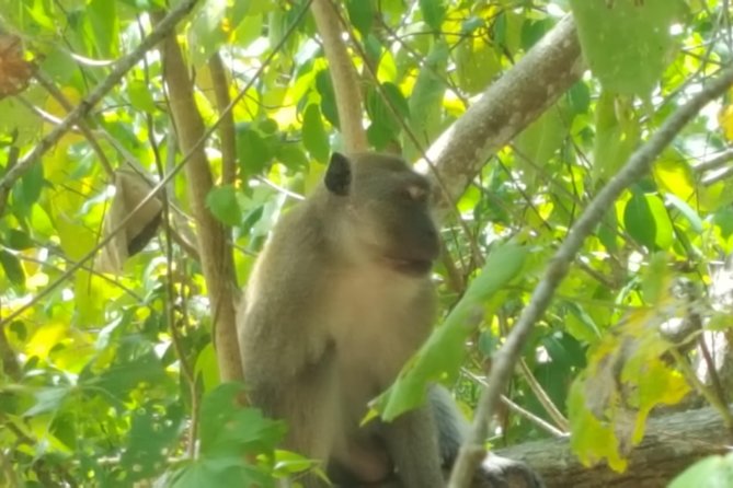 Khao Lak Mangrove Explorers - Why This Khao Lak Mangrove Tour Feels Different