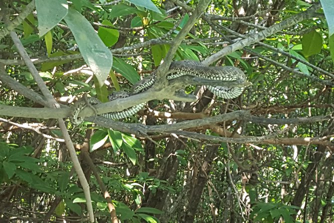 Khao Lak Mangrove Explorers - The Sheltered Lagoon Swim: The Best Kind of Beach Break