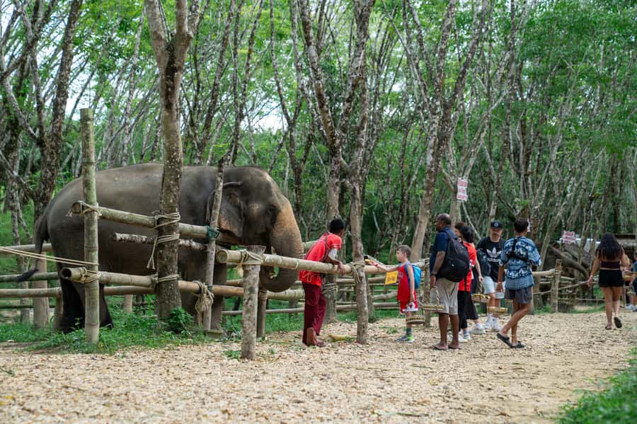 Khao Lak Multi-Adventure: Bamboo Rafting, ATV & Elephants - Elephant Sanctuary Time: Bathing, Feeding, and Ethical Checks