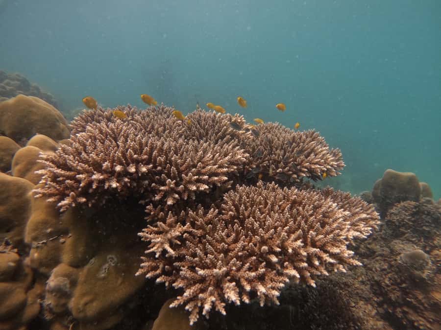 Khao Lak: Phi Phi & Bamboo Island Day Trip by Speedboat - Khao Lak Pickup to Royal Phuket Marina: start the day unhurried