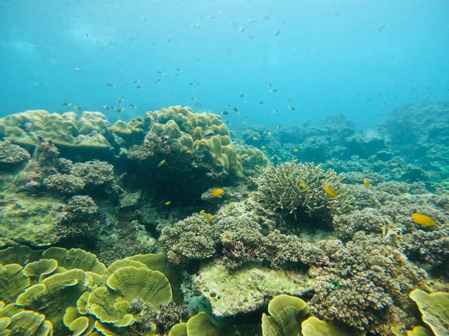 Khao Lak: Phi Phi & Bamboo Island Day Trip by Speedboat - Monkey Beach: a photo stop with a real wild-feeling factor