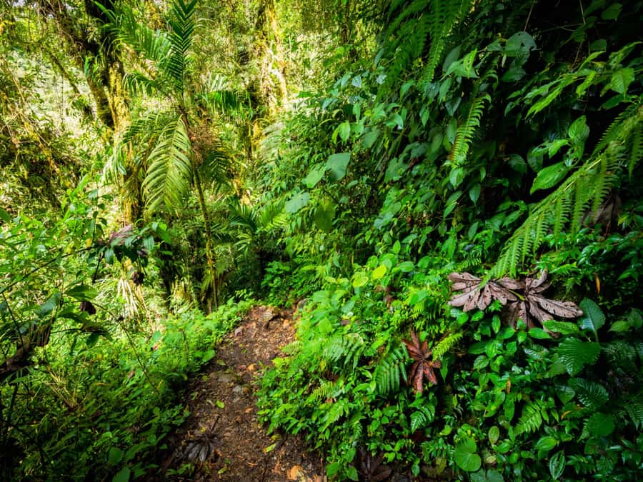 Khao Lak: Private Khao Sok Jungle Safari with Bamboo Rafting - Who This Private Khao Sok Safari Fits (and Who Should Skip It)