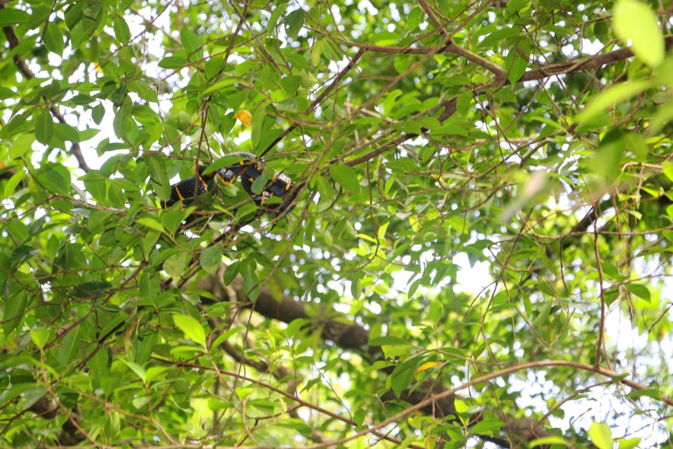 Khao Lak: Sri Phang Nga Canoe and Tam Nang Waterfall Tour - Sri Phang Nga canoeing on the Sang-Nea River: wildlife spotting without the safari stress