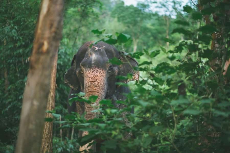 Khao Lak: Unique Dawn Ethical Elephant Sanctuary Experience - Key things to know before you go