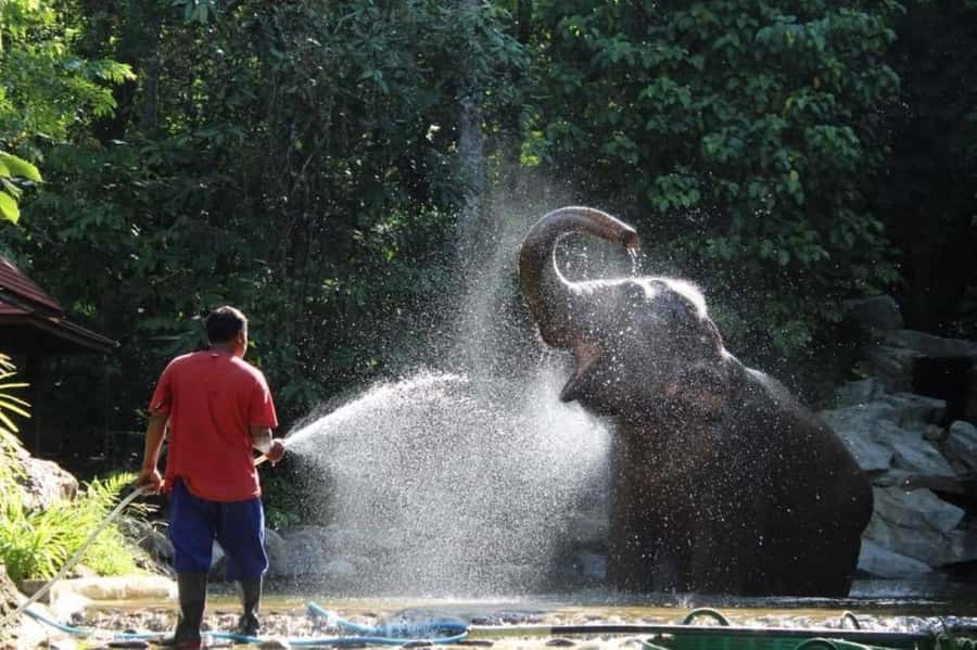 Khao Lak: Unique Dawn Ethical Elephant Sanctuary Experience - Dawn Retrieval in Phang Nga: Why This Morning Feels Different