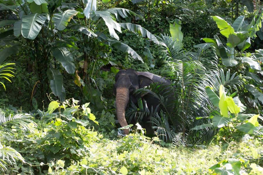 Khao Lak: Unique Dawn Ethical Elephant Sanctuary Experience - Who This Tour Is Best For (And Who Should Skip It)