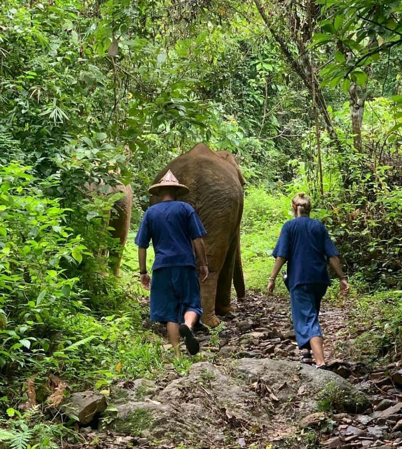Khao Lak: Unique Dawn Ethical Elephant Sanctuary Experience - Ethics and Welfare: How to Read What You’re Seeing