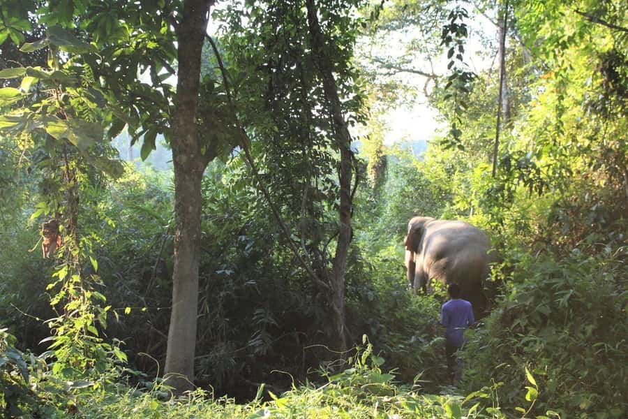 Khao Lak: Unique Dawn Ethical Elephant Sanctuary Experience - Practical Tips That Make a Big Difference