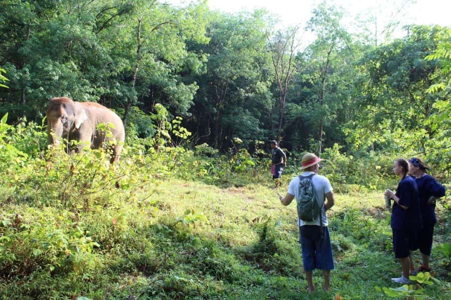 Khao Lak: Unique Dawn Ethical Elephant Sanctuary Experience - The 4-Hour Schedule: Walk, Bath, Health Checks, and Lunch