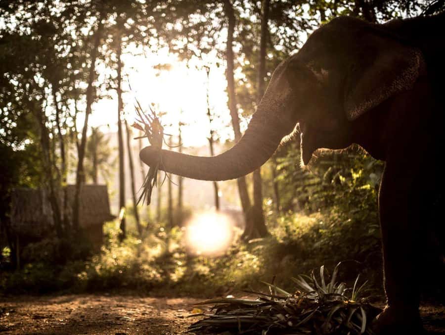 Khao Lak: Unique Dusk Ethical Elephant Sanctuary Experience - Key Highlights You’ll Actually Care About