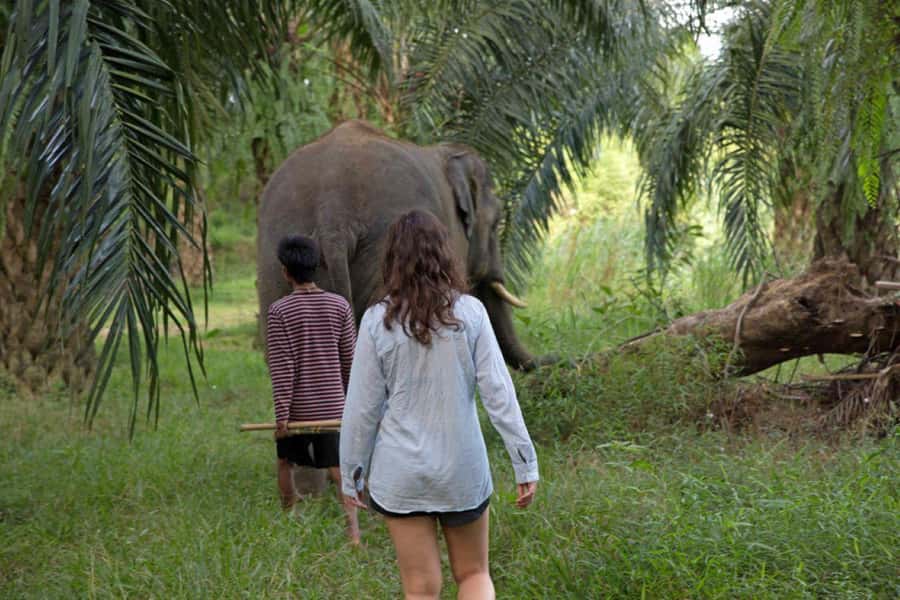 Khao Lak: Unique Dusk Ethical Elephant Sanctuary Experience - From Khao Lak to Phang Nga: How the Evening Starts