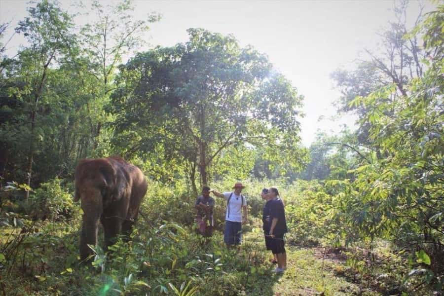 Khao Lak: Unique Dusk Ethical Elephant Sanctuary Experience - Elephant Bath Time: Watching a Rock-Pool Session Up Close