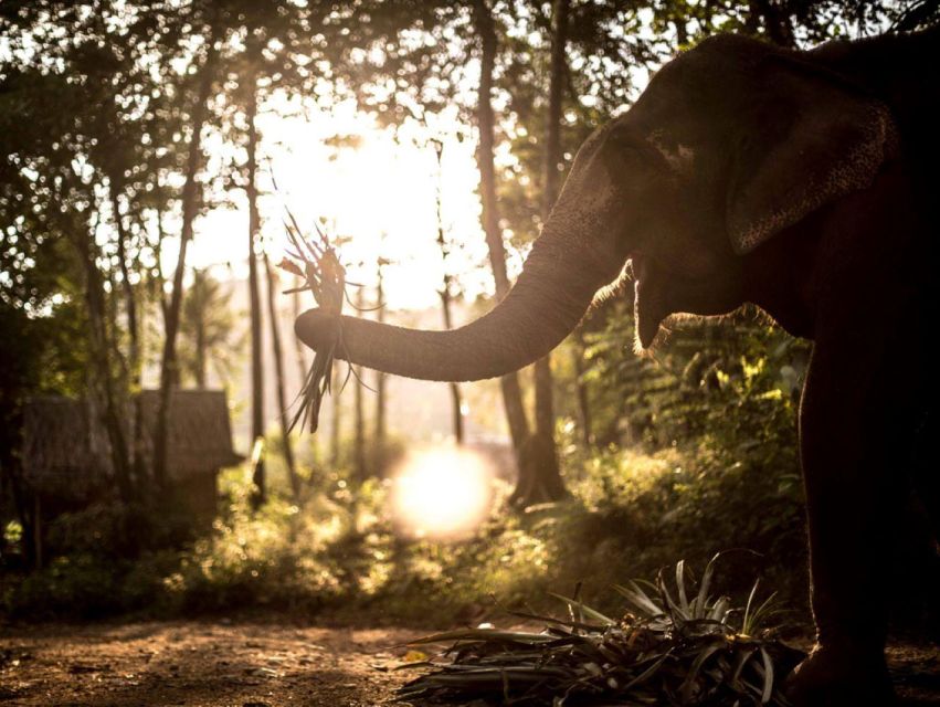 Khao Lak: Unique Dusk Ethical Elephant Sanctuary Experience - The Dinner Finish: Traditional Thai Food After a Long Evening
