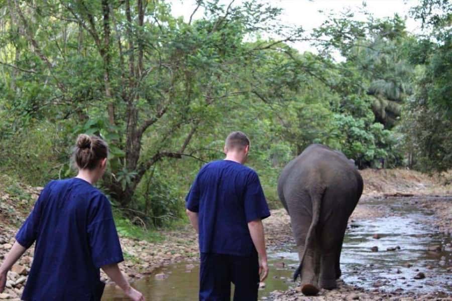 Khao Lak: Unique Dusk Ethical Elephant Sanctuary Experience - Meeting the Handler Team and Learning the Real Routine