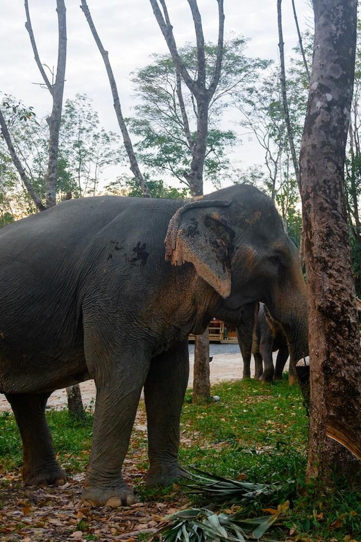 Khao Lak’s Best: Elephant Sanctuary,Rubber Tapping&Waterfall - Key highlights worth planning for