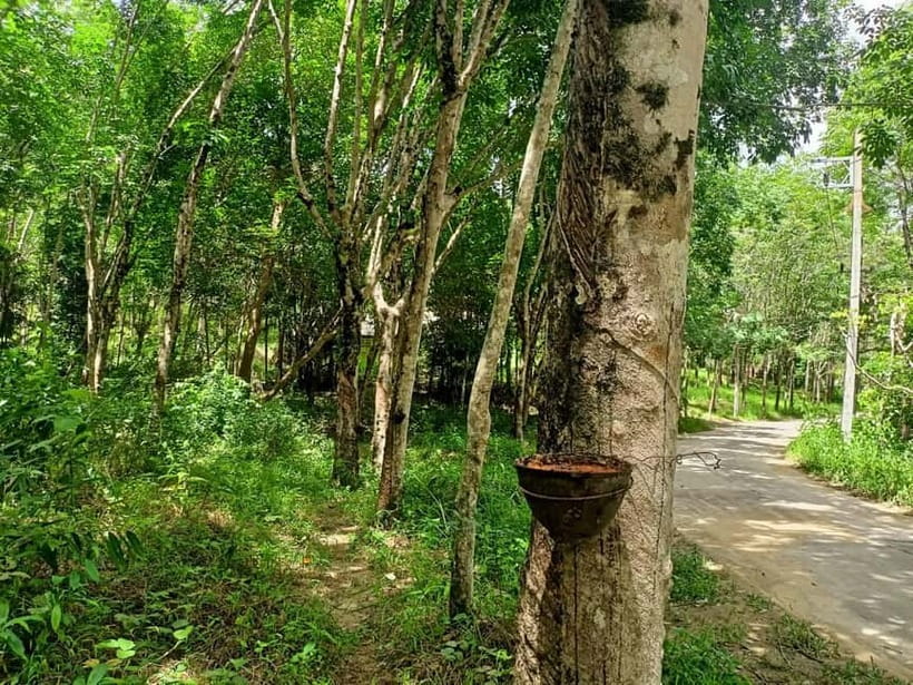 Khao Lak’s Best: Elephant Sanctuary,Rubber Tapping&Waterfall - Sai Rung Waterfall Swimming: Great When It Works, Flexible When It Doesn’t
