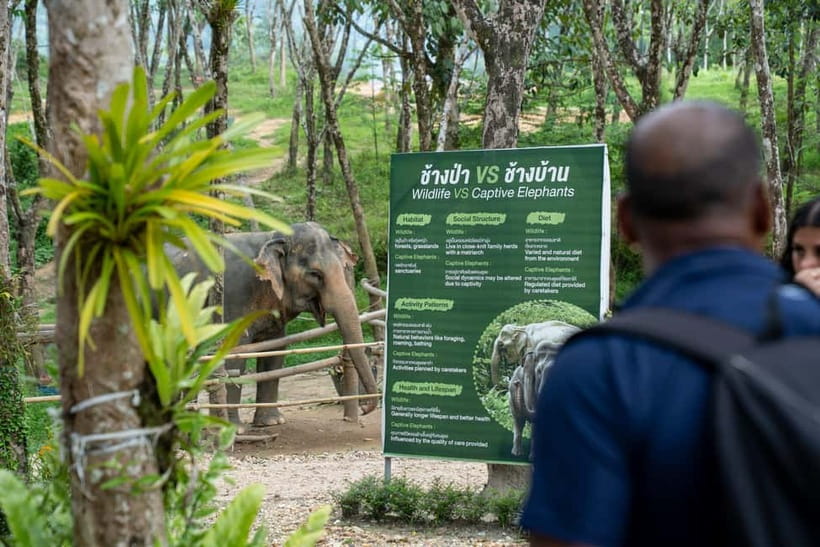 Khao Lak’s Best: Elephant Sanctuary,Rubber Tapping&Waterfall - Price and Time: Is $64 Worth a 90-Minute Day?