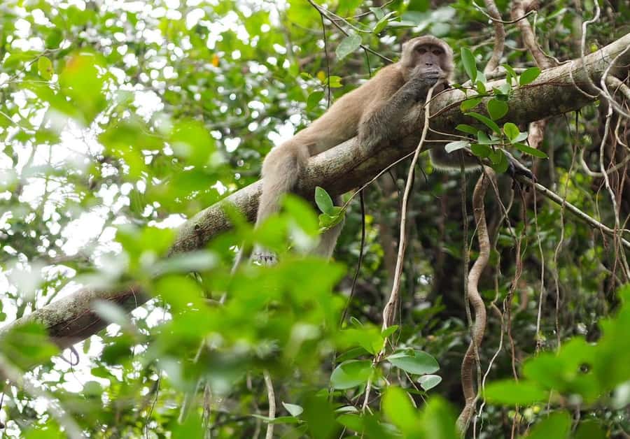 Khao Lak's Little Amazon: Canoe, Trek & Waterfall Day Trip - Who Should Book This (and Who Should Skip It)