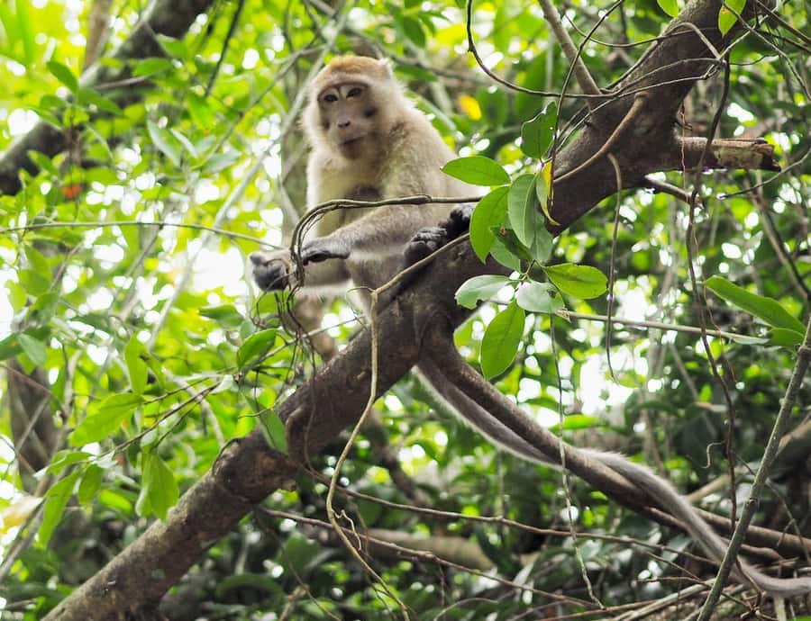 Khao Lak's Little Amazon: Canoe, Trek & Waterfall Day Trip - Khao Lak Pickup and the Real Pace of a 7-Hour Day