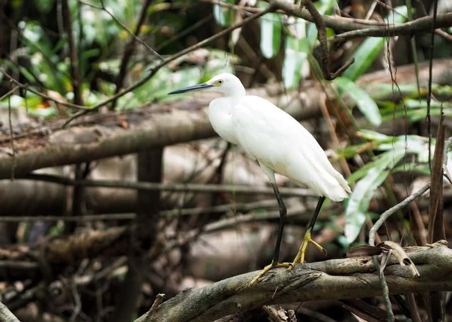 Khao Lak's Little Amazon: Canoe, Trek & Waterfall Day Trip - Getting the Most Out of the Day: My Practical Tips