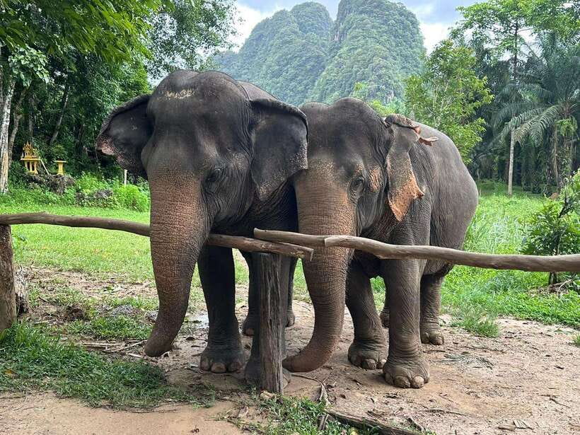 Khao Sok: Ethical Elephant Experience & Nature Walk - Key things to know before you go