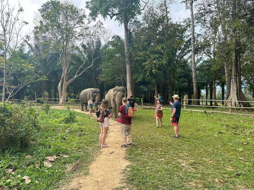 Khao Sok: Ethical Elephant Experience & Nature Walk - A Quick Reality Check Before You Go