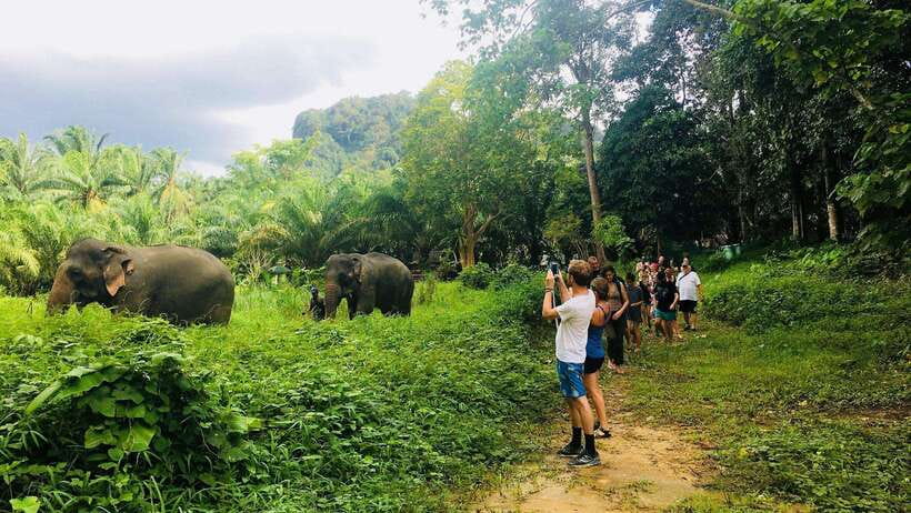 Khao Sok: Ethical Elephant Experience & Nature Walk - Khao Sok Elephant Care That Feels Ethical