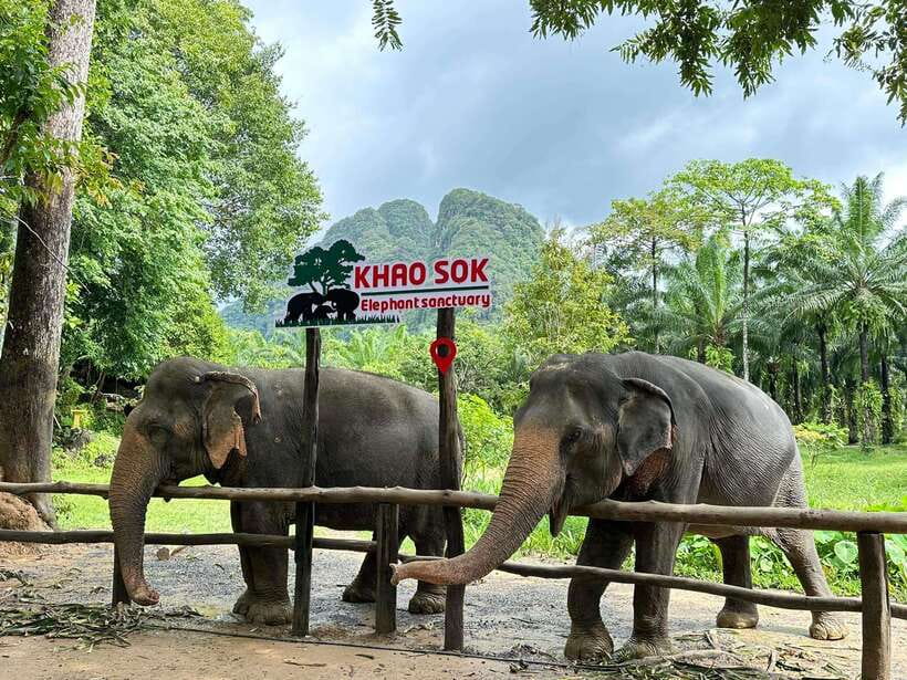 Khao Sok: Ethical Elephant Experience & Nature Walk - The Sanctuary Tour: Elephant Stories and Gentle Observation