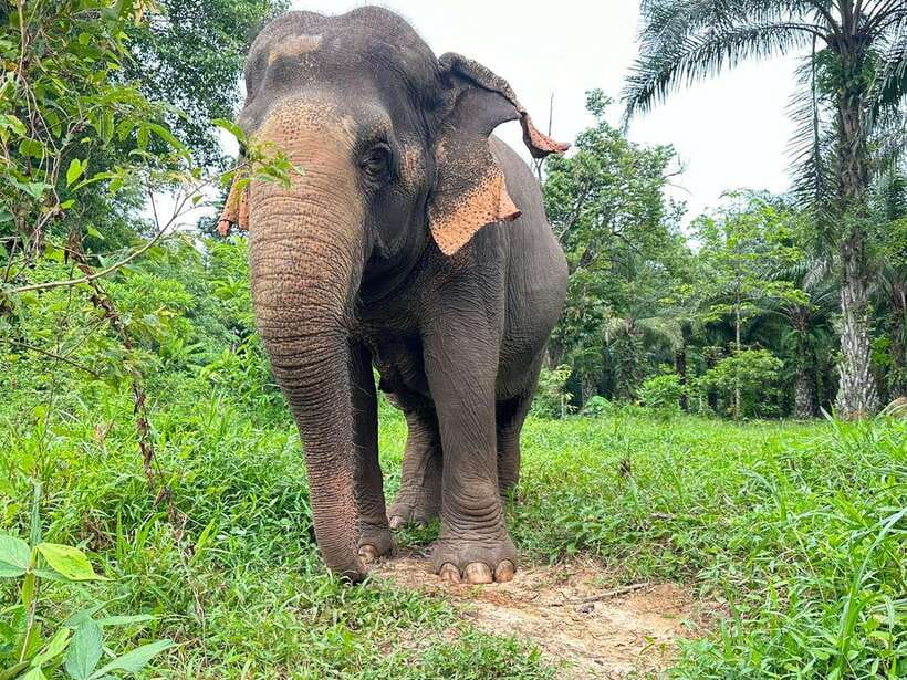 Khao Sok: Ethical Elephant Experience & Nature Walk - The 1-Hour Eco-Walk in Khao Sok: More Than a Bonus Stroll