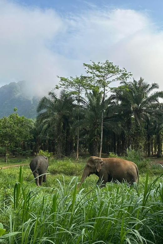 Khao Sok: Ethical Elephant Experience & Nature Walk - Conservation Lessons From Your English Eco Guide