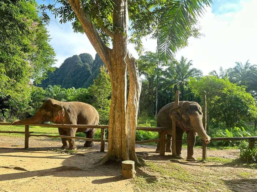 Khao Sok: Ethical Elephant Experience & Nature Walk - Price and Value: What $41 Buys You in Real Terms