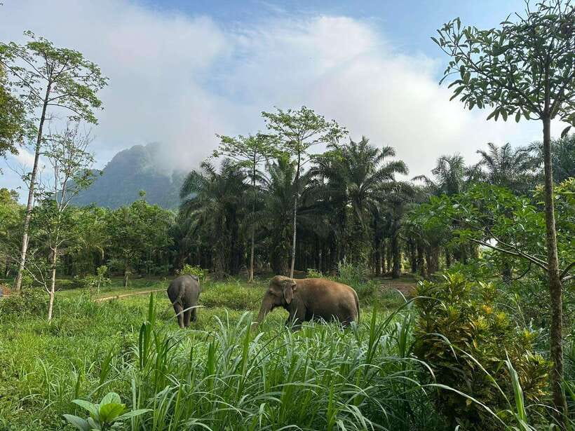 Khao Sok: Ethical Elephant Experience & Nature Walk - Who Should Book This Elephant Sanctuary Eco Tour?