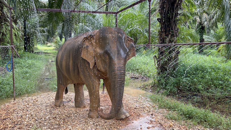 Khao Sok: Ethical Elephant Sanctuary Visit - Key takeaways before you go