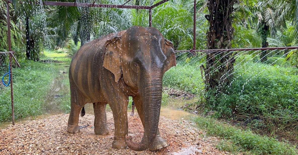 Khao Sok: Ethical Elephant Sanctuary Visit - Why Khao Sok elephant time feels different than the usual pitch