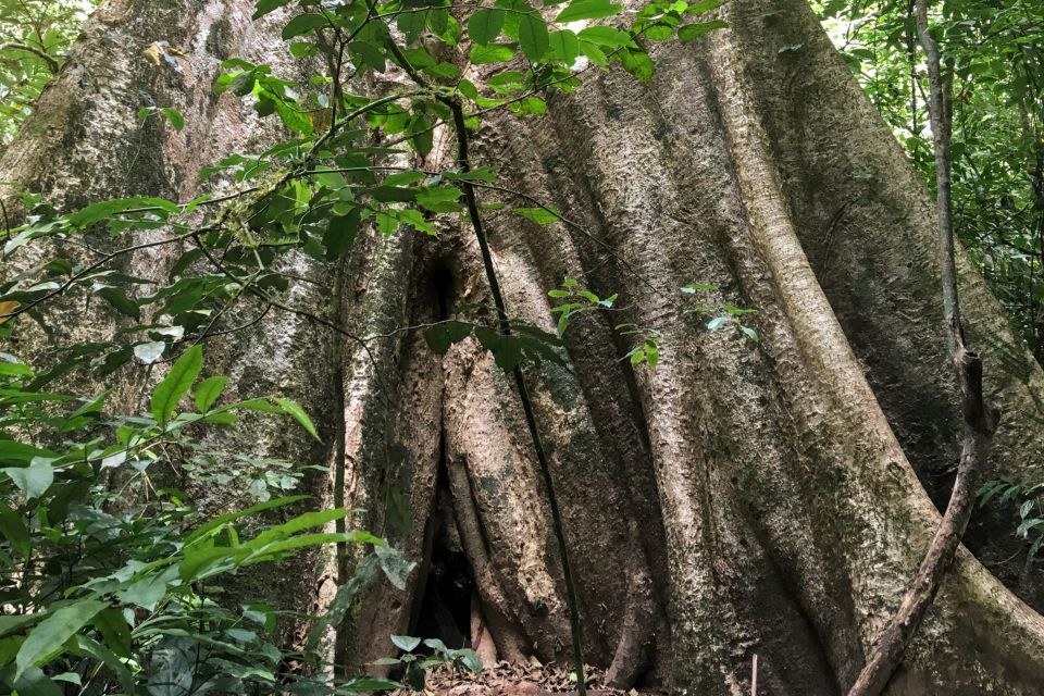Khao Sok Jungle Day Trip - Jungle Trekking & Bamboo Rafting - Key Things to Know Before You Go