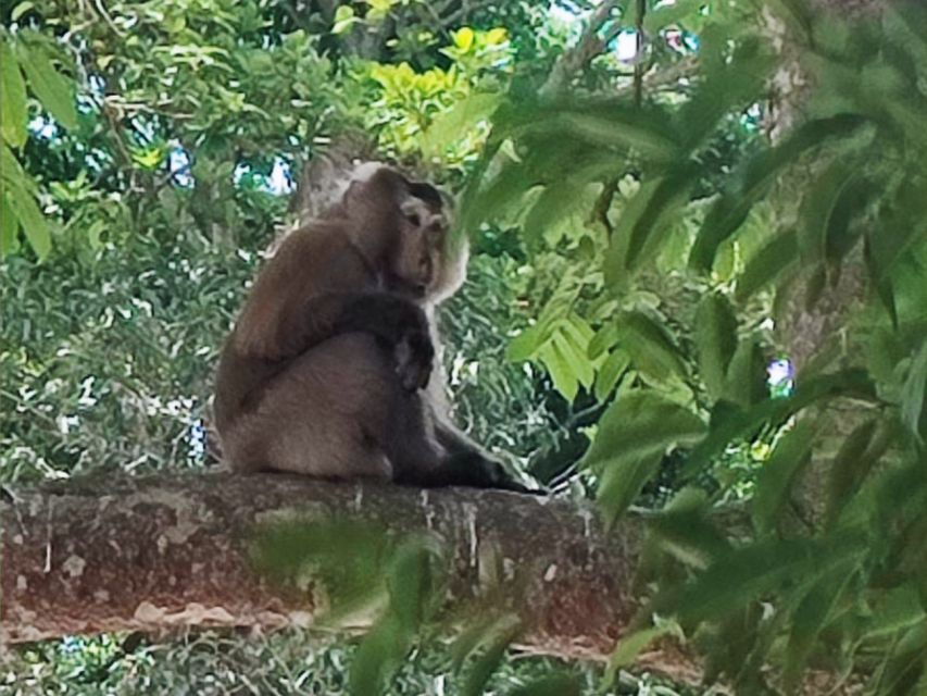 Khao Sok Jungle Day Trip - Jungle Trekking & Bamboo Rafting - Khao Sok’s Old-Rainforest Feeling in One Long Day