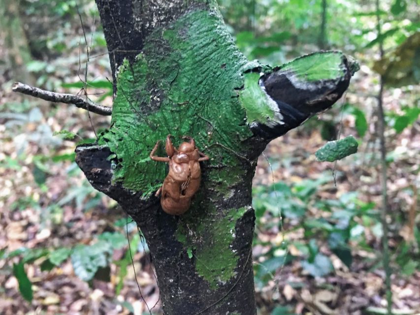 Khao Sok Jungle Day Trip - Jungle Trekking & Bamboo Rafting - River Lunch That Doesn’t Feel Like an Afterthought