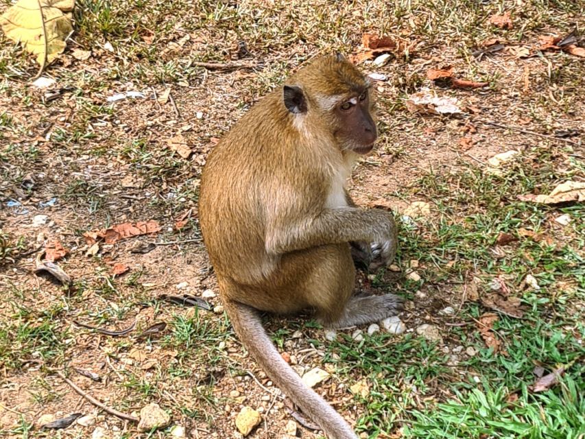 Khao Sok Jungle Day Trip - Jungle Trekking & Bamboo Rafting - What the $98 Price Buys (and Why It’s Not Just Tickets)