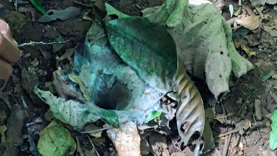 Khao Sok Jungle Day Trip - Jungle Trekking & Bamboo Rafting - What to Bring for a Comfortable Rainforest Day
