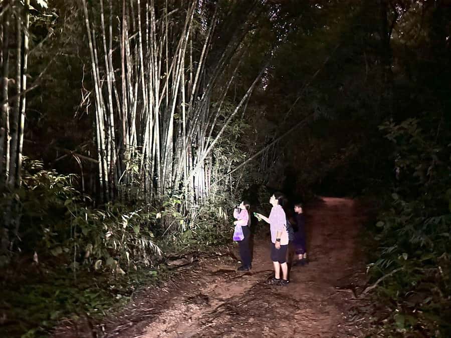 Khao Sok Jungle Sunset Wildlife Encounter & Bamboo Rafting - A Full Day Loop: Khao Lak Pickup to 8:00 PM Return