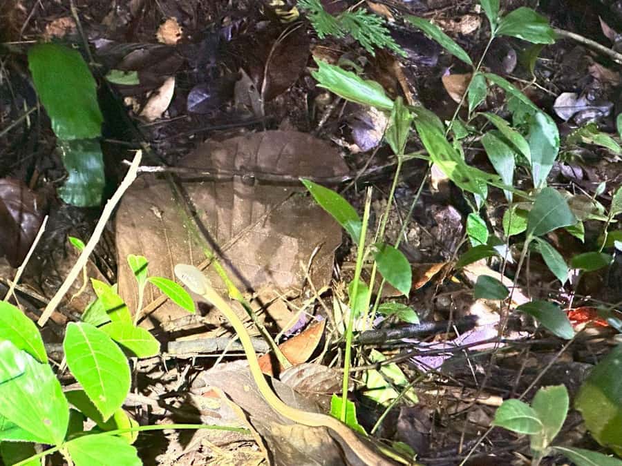 Khao Sok Jungle Sunset Wildlife Encounter & Bamboo Rafting - Who This Tour Is Best For (And Who Should Skip It)
